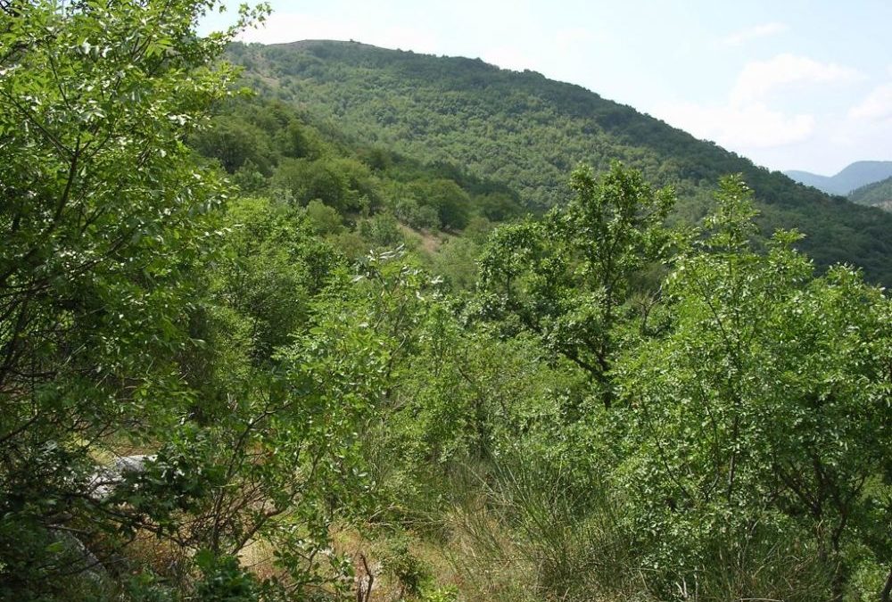 A Forino boschi trasformati senza autorizzazione in castagneti: esposto U.Di.Con alla Regione Campania