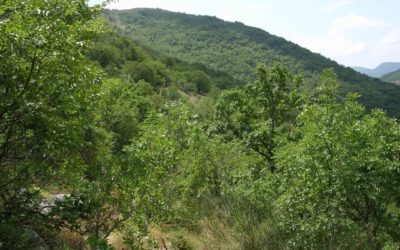 A Forino boschi trasformati senza autorizzazione in castagneti: esposto U.Di.Con alla Regione Campania