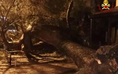 Due grossi alberi crollati in poche ore. Solo il fato ha evitato che ci scappasse il morto. U.Di.Con. Regione Campania chiede chiarimenti